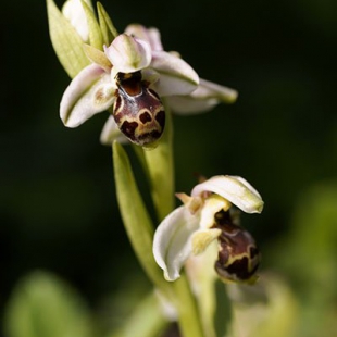 Ophrys umbilcata